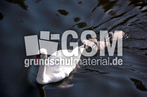 Schwan mit Jungen_1.JPG